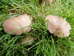 Слика од Calocybe carnea (Bull.) Donk