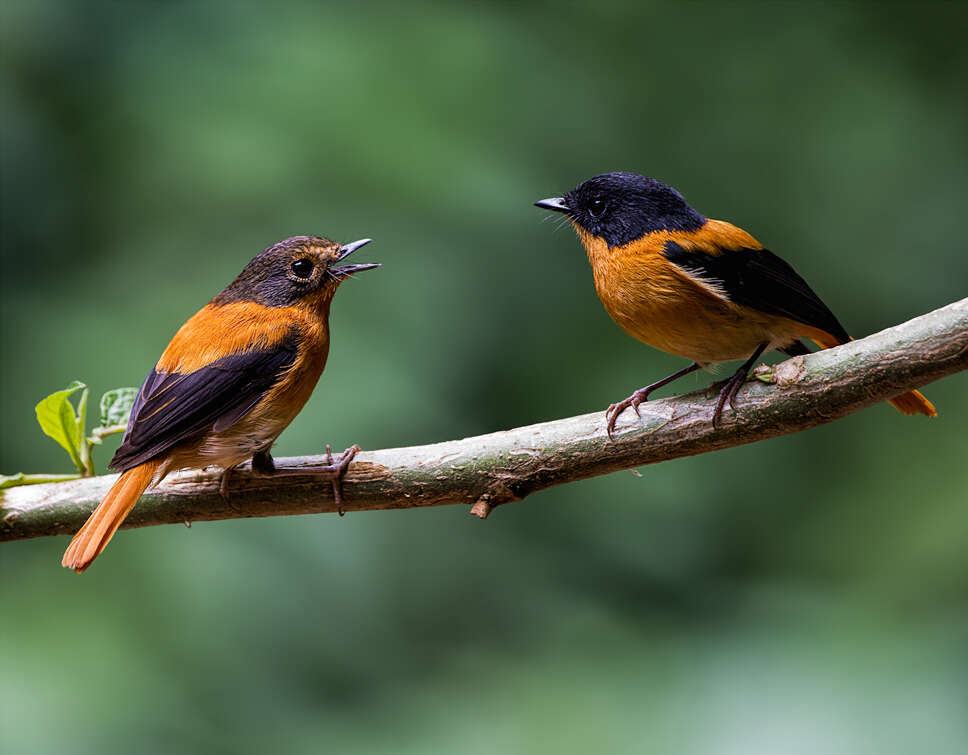 Image de Gobemouche orange et noir