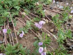 Plancia ëd Astragalus vexilliflexus Sheldon