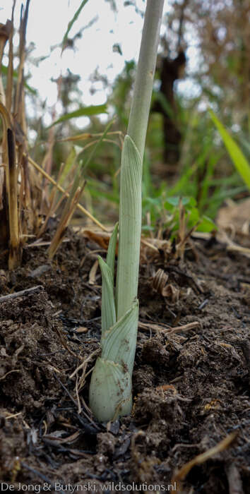 Image of Eulophia cristata (Afzel. ex Sw.) Steud.
