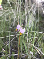 Dodecatheon pulchellum subsp. pauciflorum (Dur.) Hulten resmi