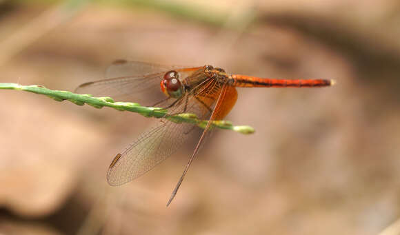 Image of Neurothemis intermedia (Rambur 1842)