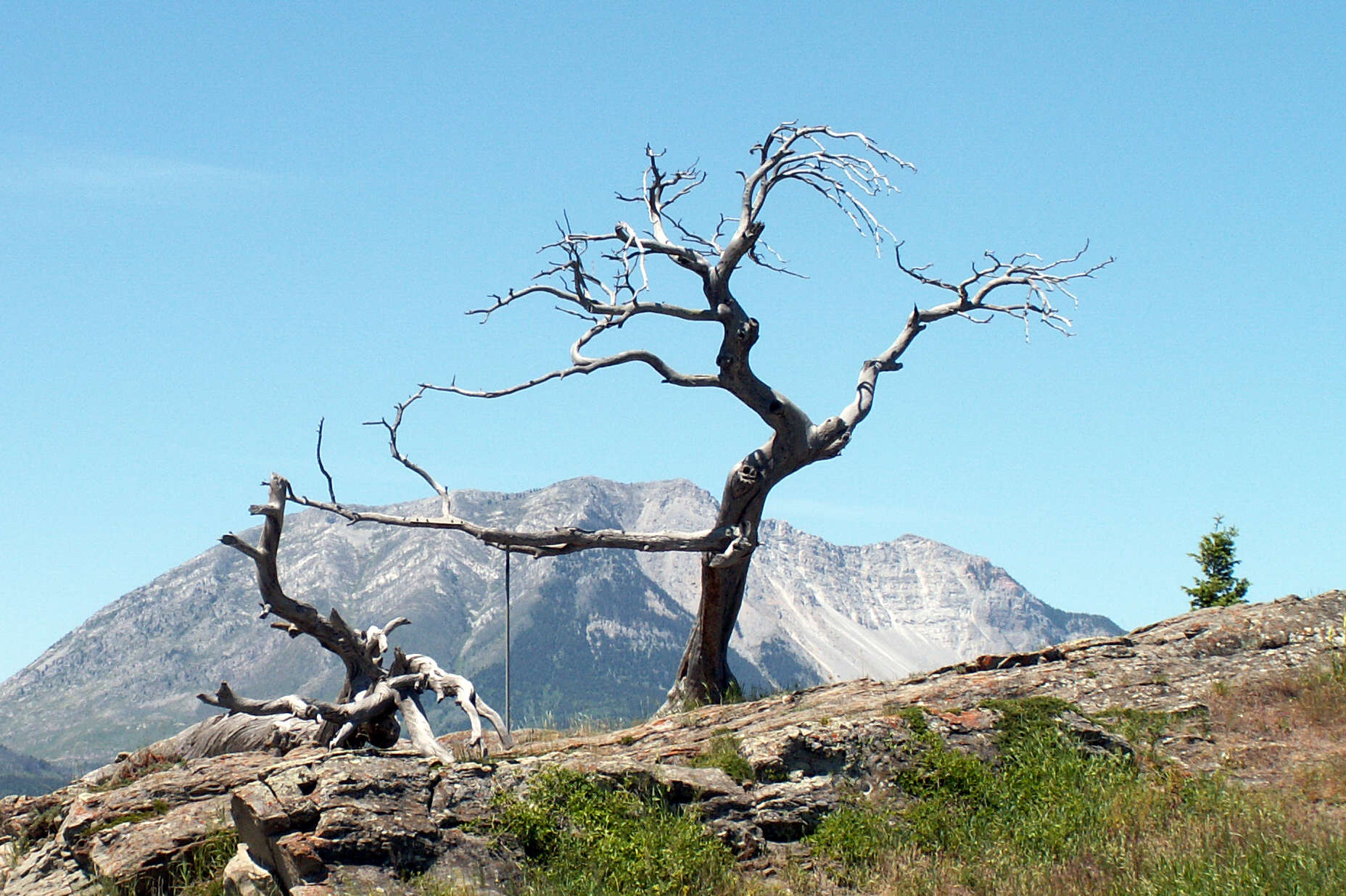 Image of Limber Pine