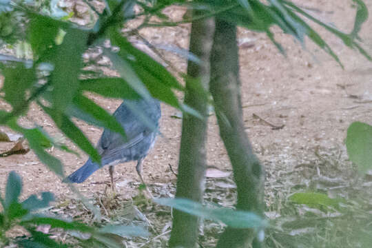 Image of Siberian Thrush