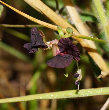 Macroptilium atropurpureum (DC.) Urb. resmi