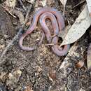 Cryptophis nigrostriatus (Krefft 1864)的圖片