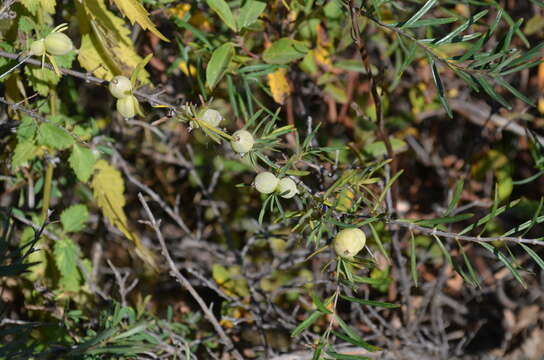 Image of Lonicera alberti Regel