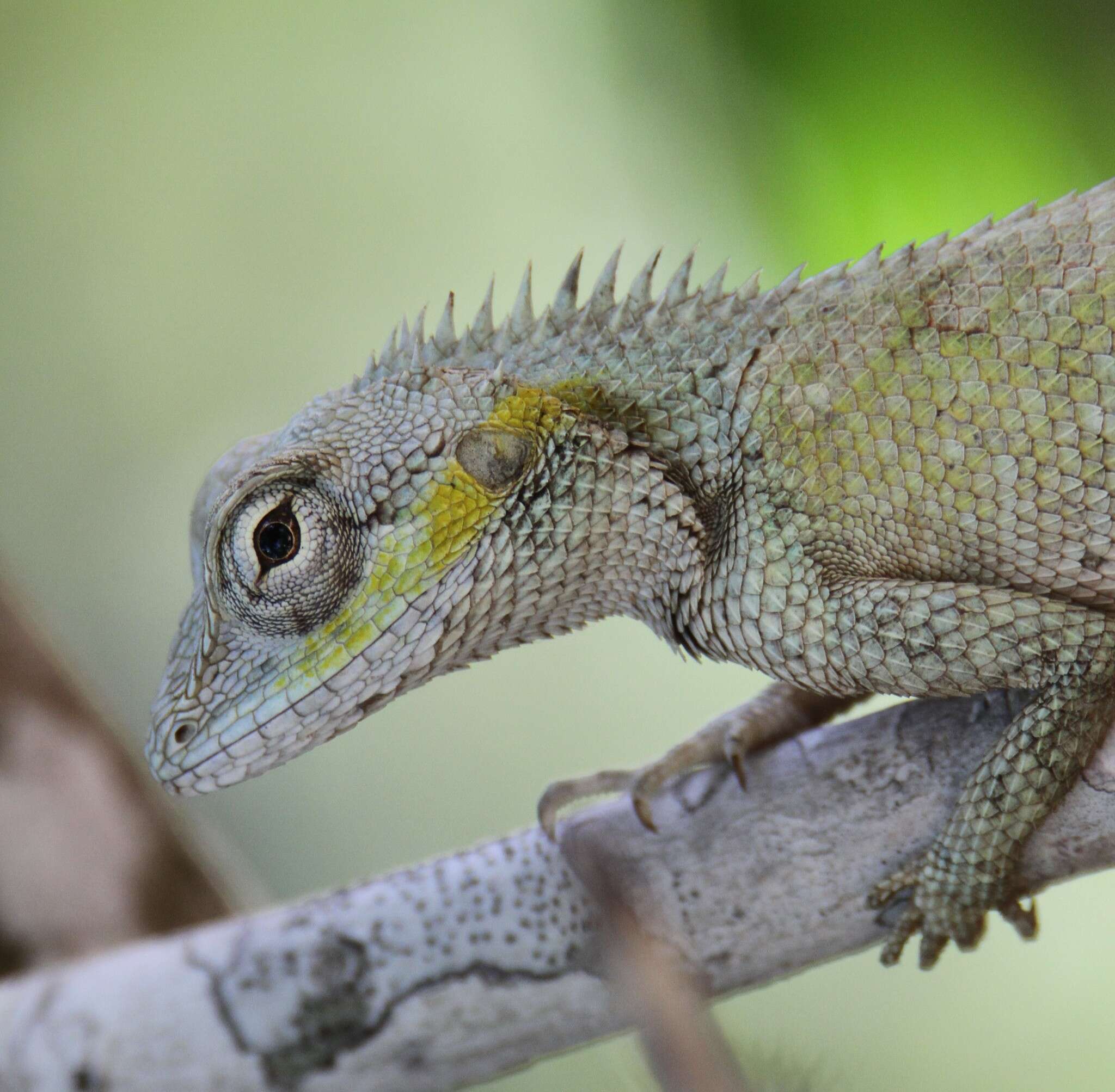 Image of Calotes bachae Hartmann, Geissler, Poyarkov, Ihlow, Galoyan, Rödder & Böhme 2013