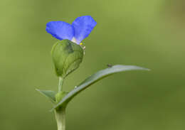 Image of Asiatic dayflower