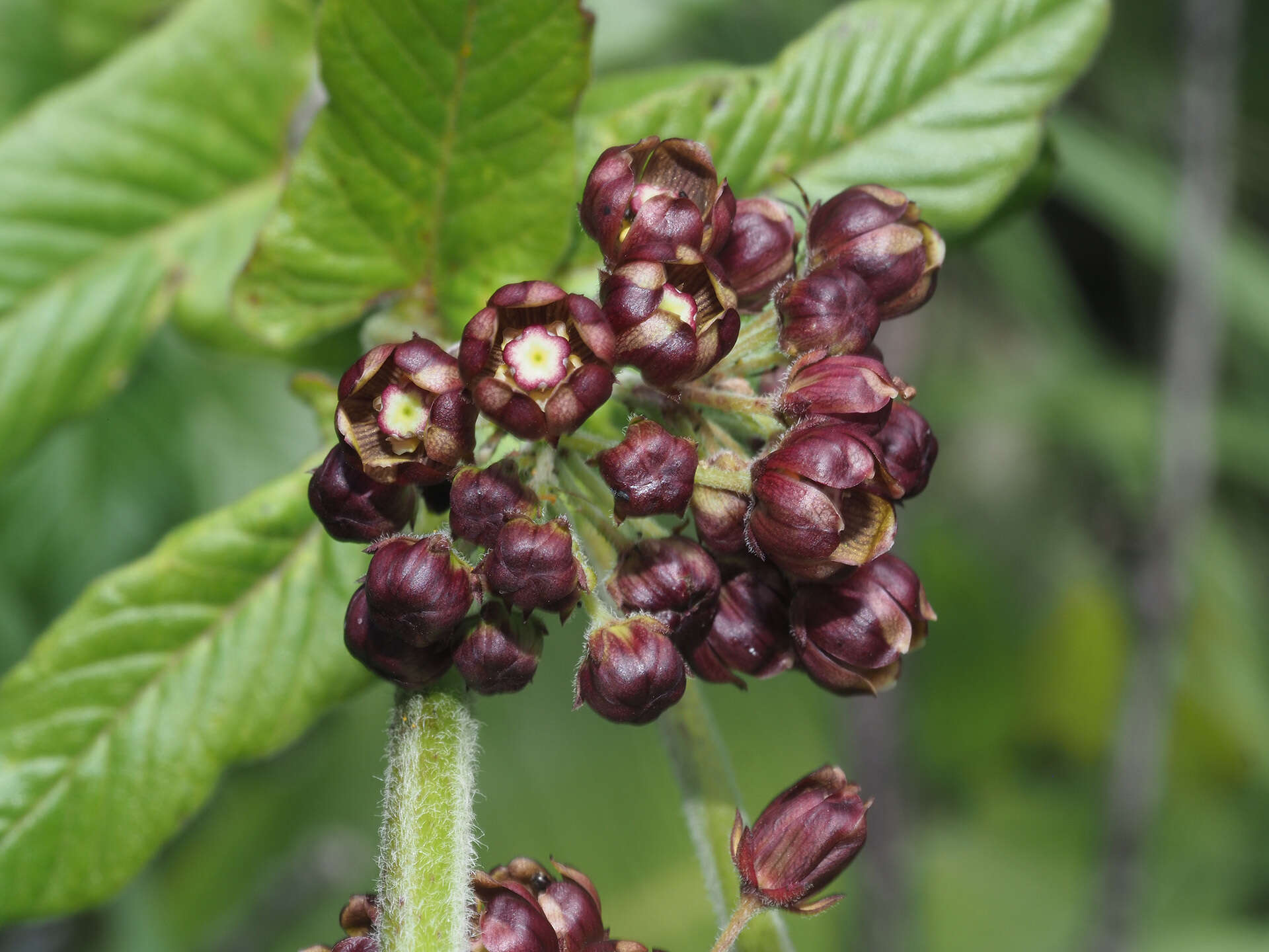 Schizoglossum atropurpureum subsp. atropurpureum的圖片