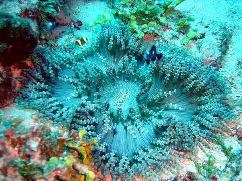 Image of Adhesive sea anemone