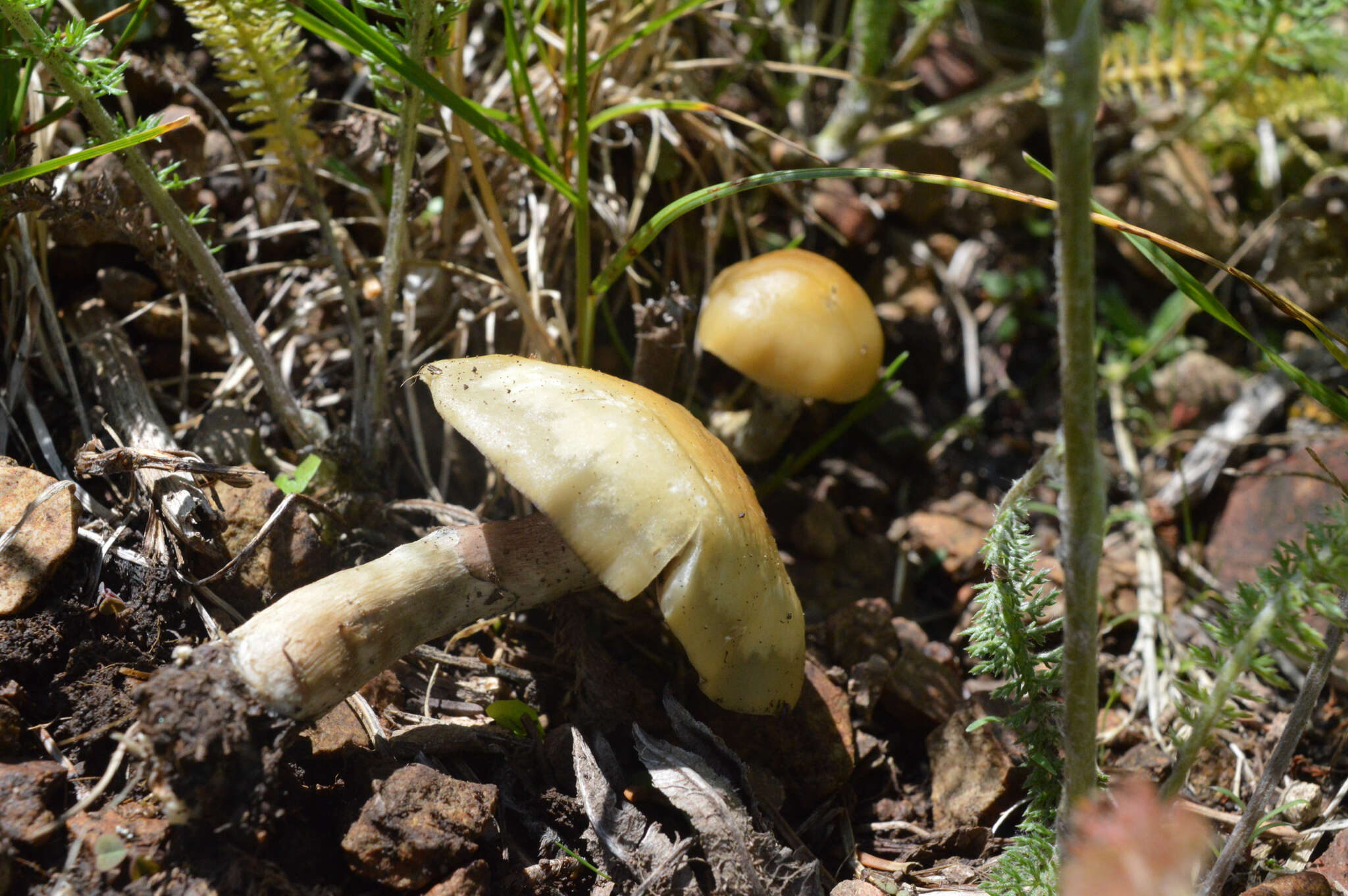 Слика од Psilocybe mescaleroensis Guzmán, Walstad, E. Gándara & Ram.-Guill. 2007