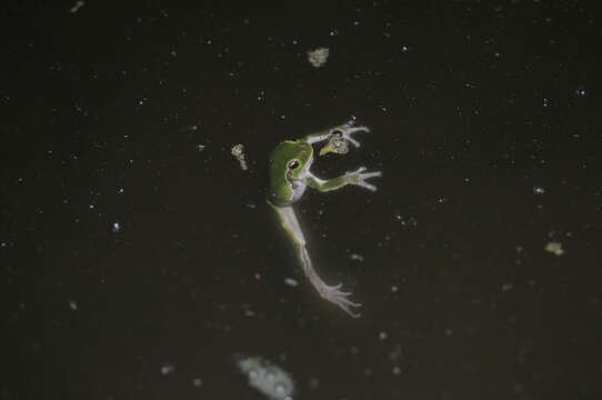 Image of Italian Tree Frog