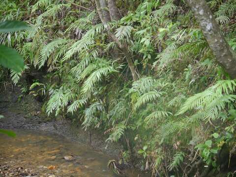 Image of Plenasium banksiifolium (C. Presl) C. Presl