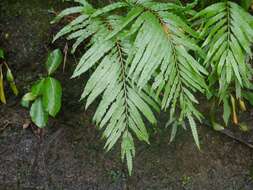 Image of Plenasium banksiifolium (C. Presl) C. Presl