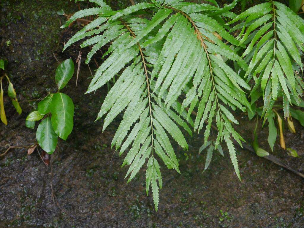 Sivun Plenasium banksiifolium (C. Presl) C. Presl kuva