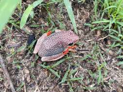 Image of Angolan Reed Frog