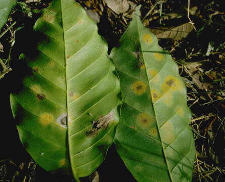 Image of Hemileia vastatrix Berk. & Broome 1869