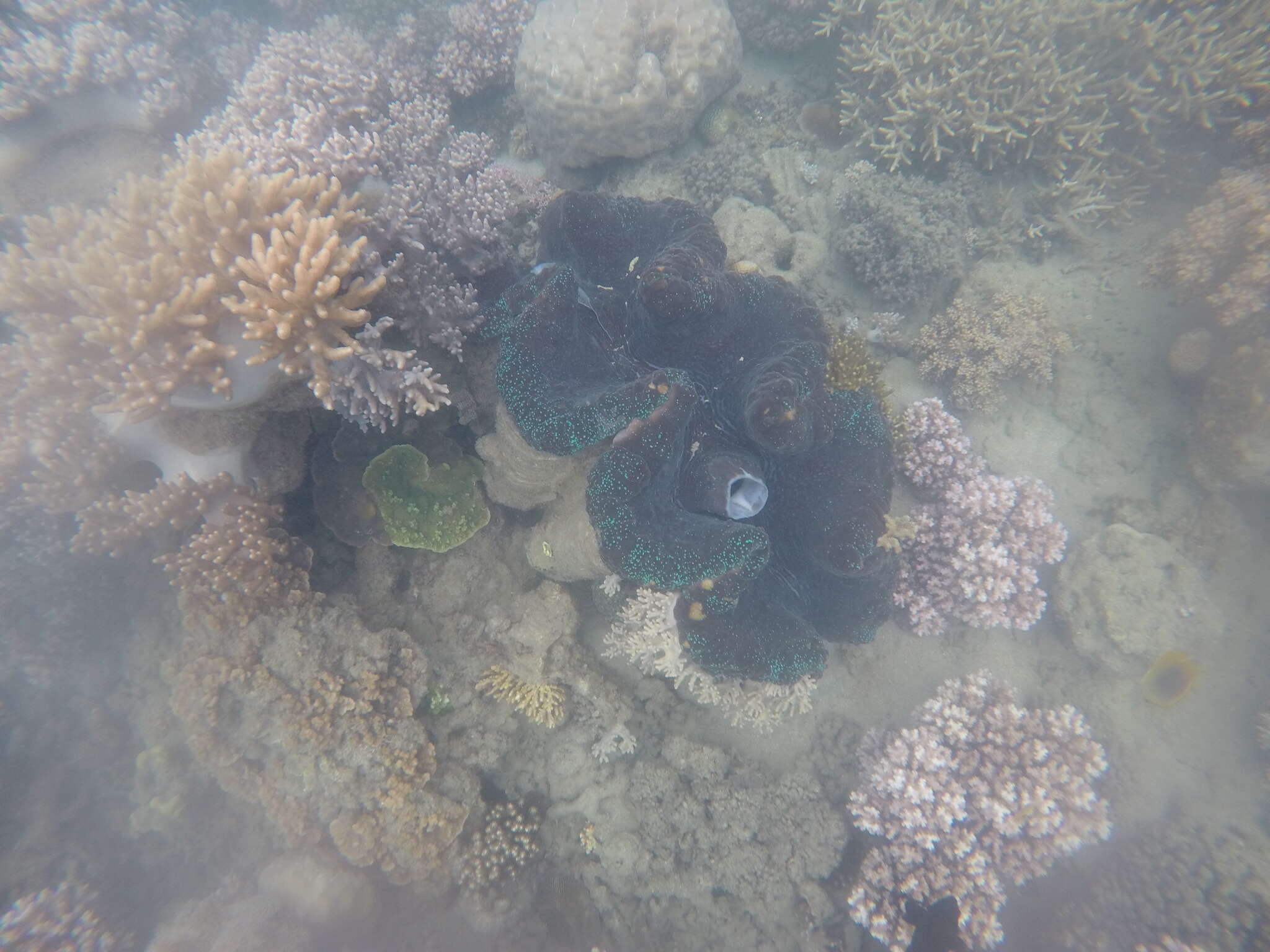 Image of Giant Clam