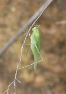 Image of sickle-bearing bush-cricket