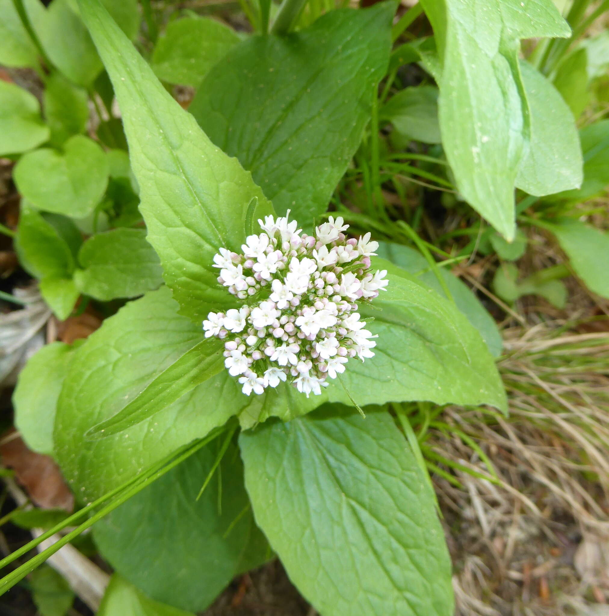 Image of Valeriana montana L.