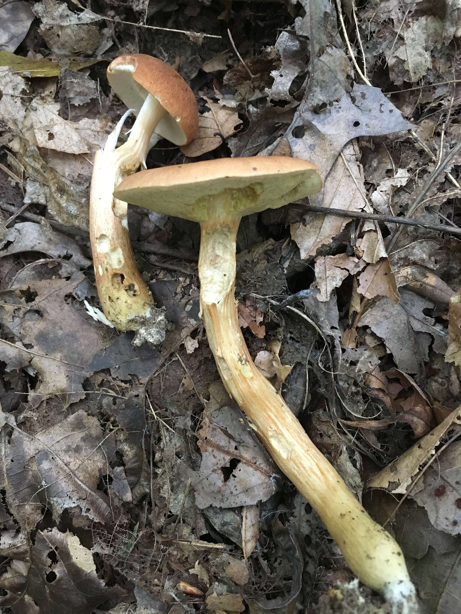 Image of Aureoboletus roxanae (Frost) Klofac 2010