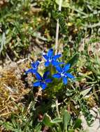 Image of Gentiana utriculosa L.