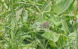 Image of Dusky Grizzled Skipper