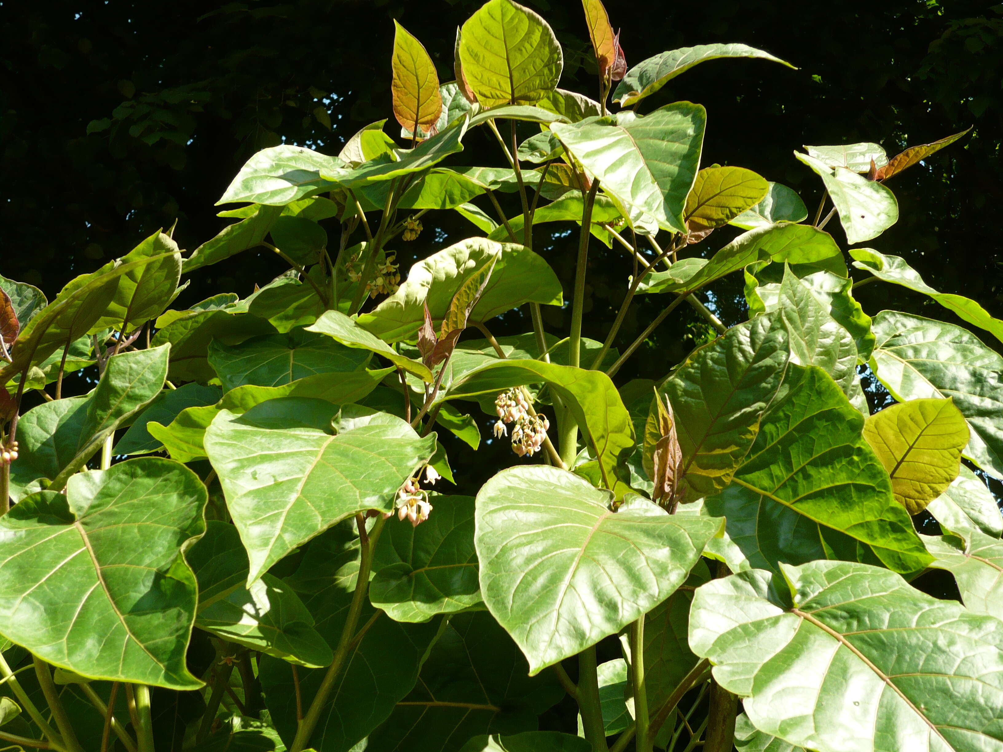 Image of Tamarillo