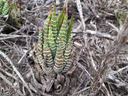 Image of Haworthiopsis fasciata (Willd.) G. D. Rowley