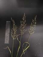 Imagem de Agrostis gigantea Roth