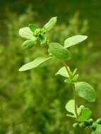 Imagem de Origanum majorana L.