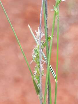 Image of Thyridolepis xerophila (Domin) S. T. Blake