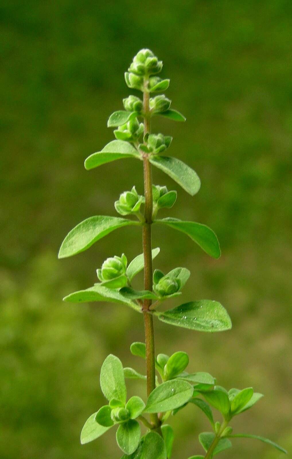 Imagem de Origanum majorana L.