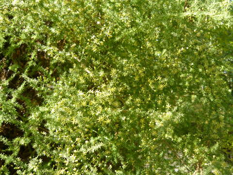 Image of Spiny Asparagus