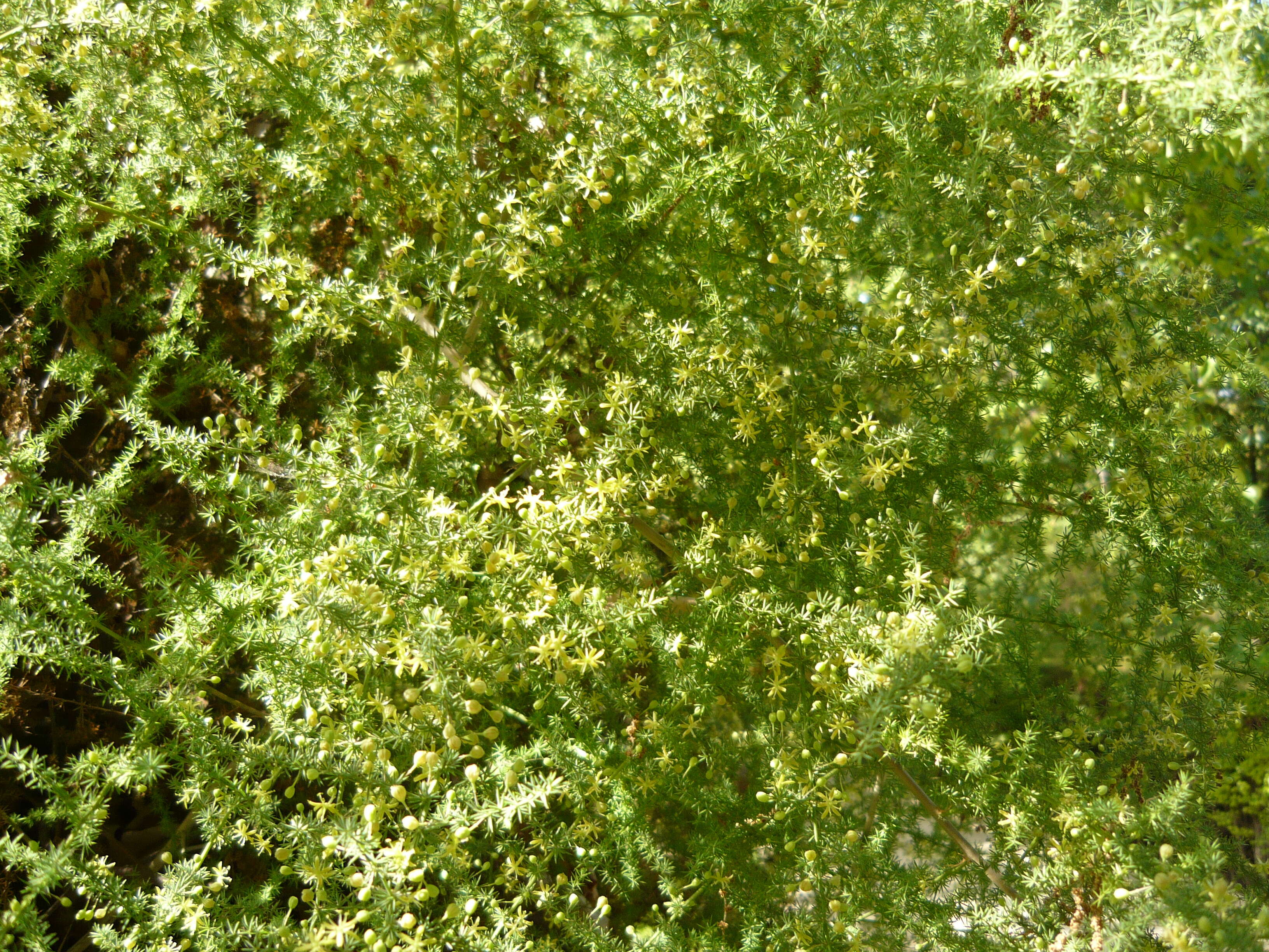 Image of Spiny Asparagus