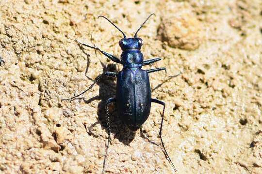 Image of Cicindela (Cicindelidia) nigrocoerulea Le Conte 1846