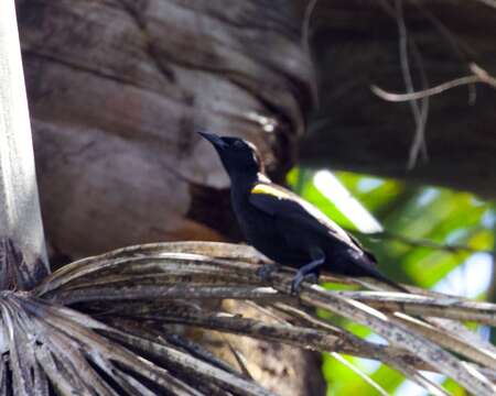 Icterus cayanensis (Linnaeus 1766)的圖片