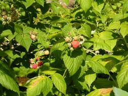 Image of Raspberry