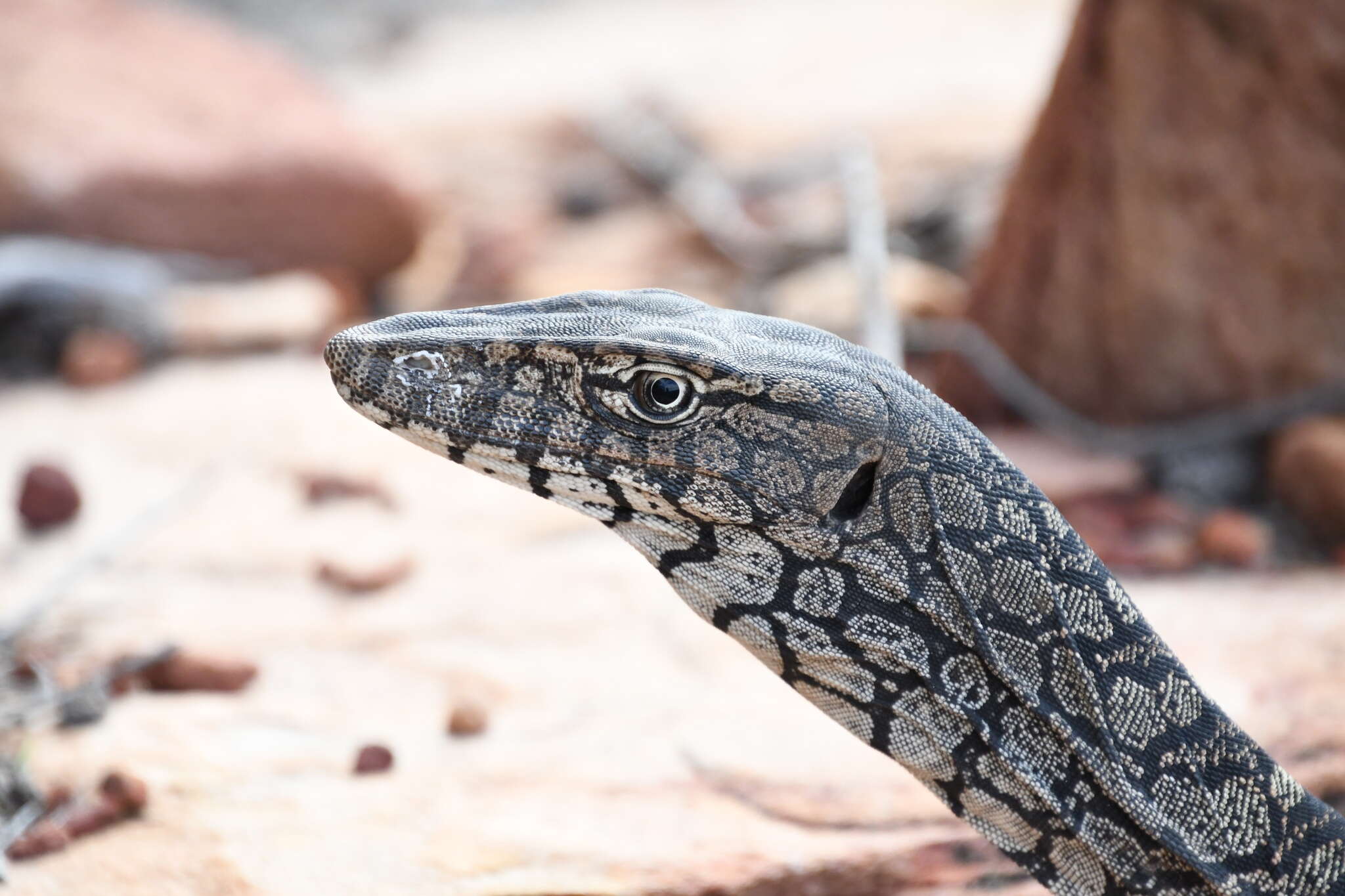 Image of Perentie