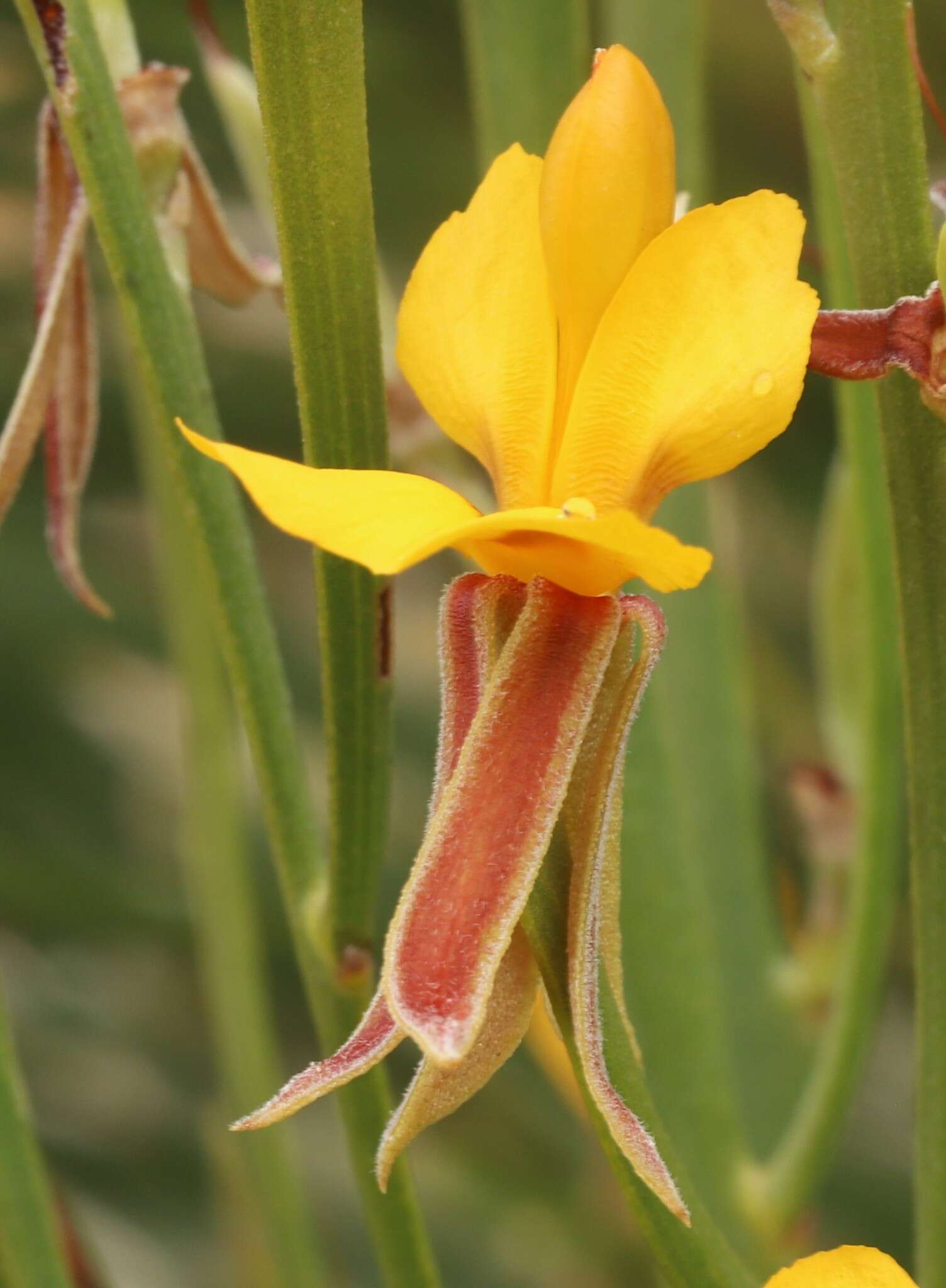 Image of Jacksonia compressa Turcz.