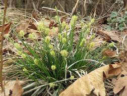 Imagem de Carex humilis Leyss.