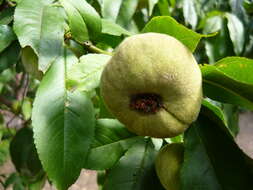 Image of Prunus persica var. platycarpa