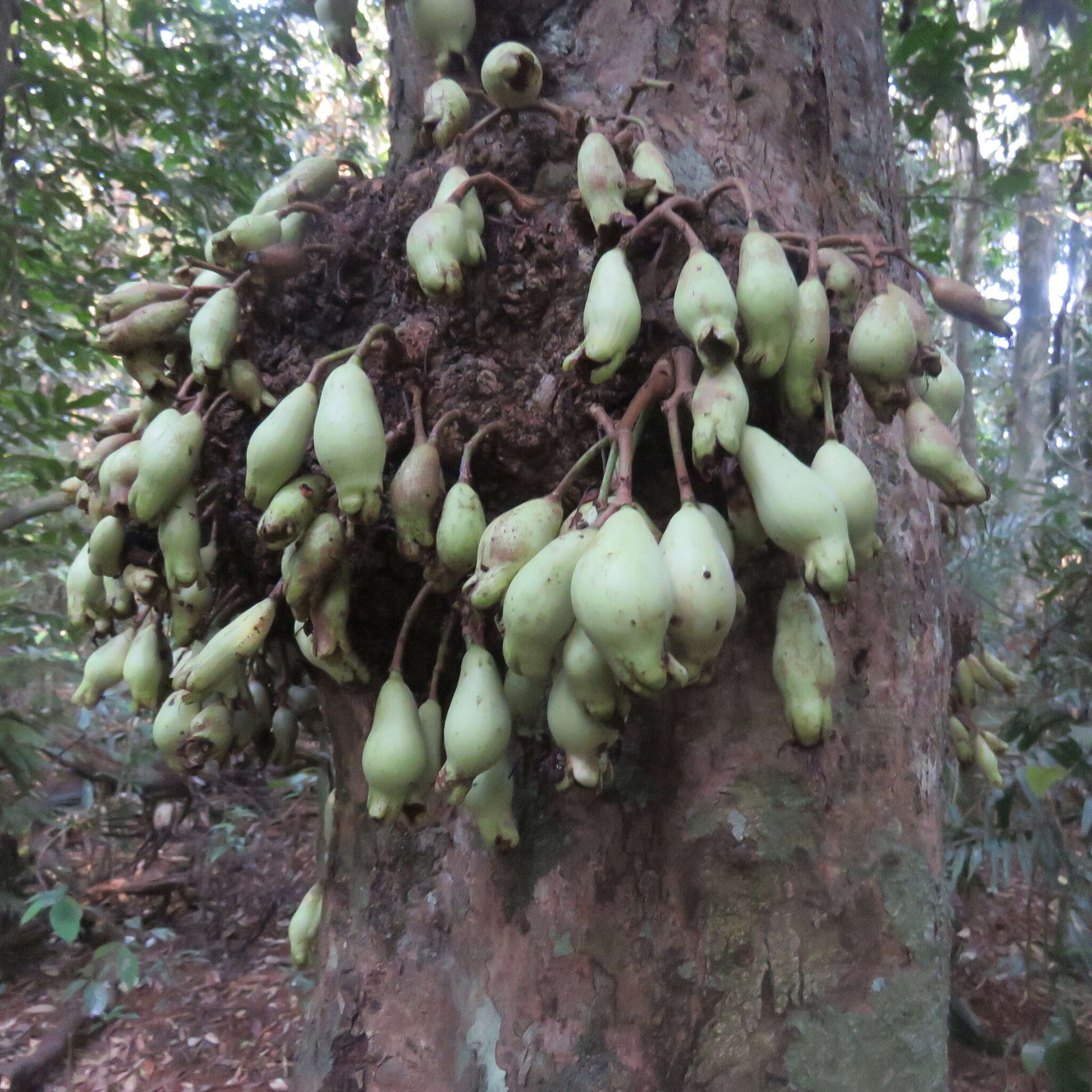 Image of Syzygium cormiflorum (F. Müll.) B. P. M. Hyland