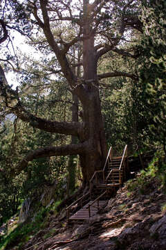 Image of Bosnian Pine