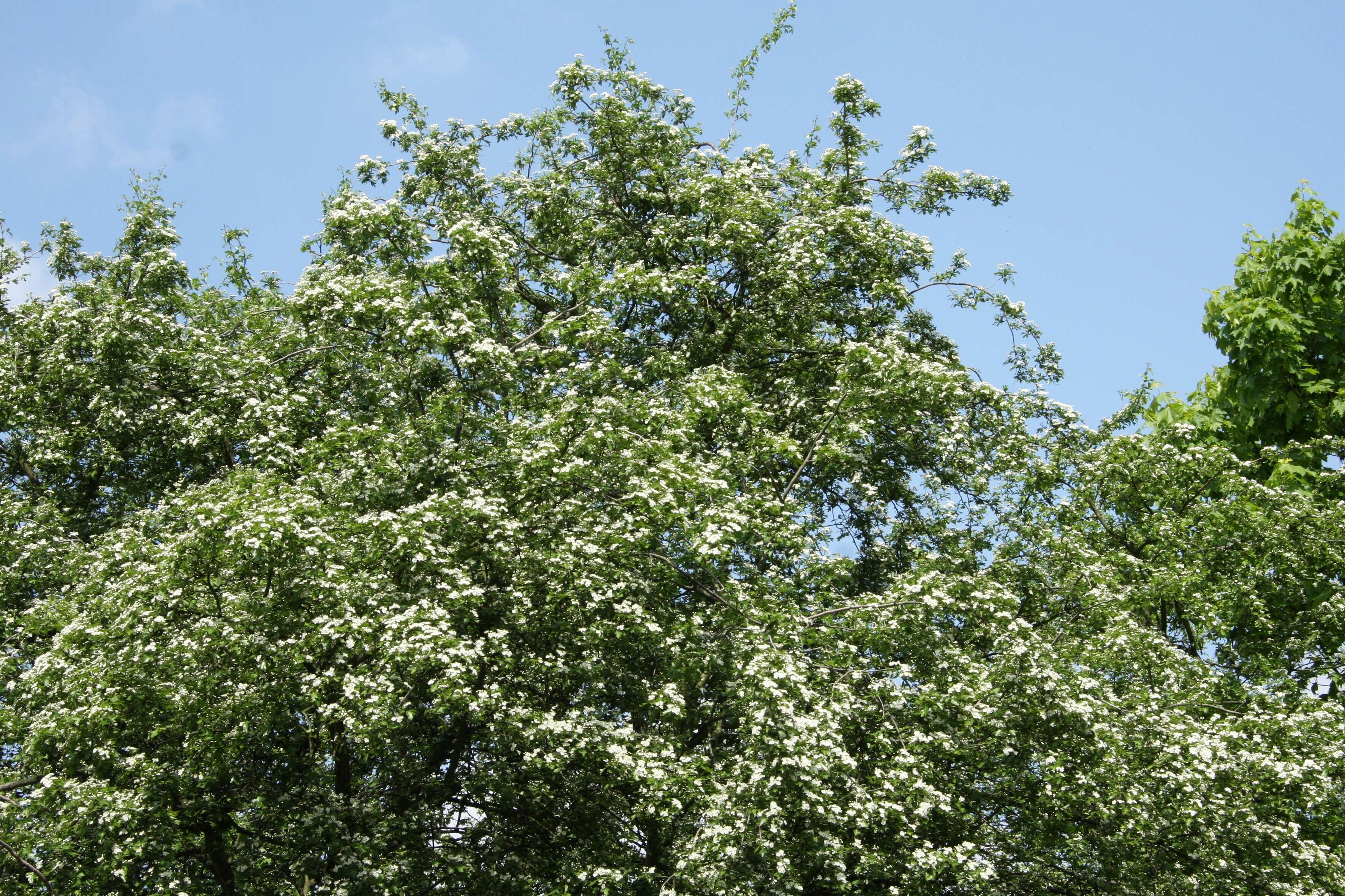 Слика од Crataegus rhipidophylla Gand.