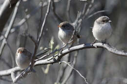 Слика од Malurus leucopterus leuconotus Gould 1865