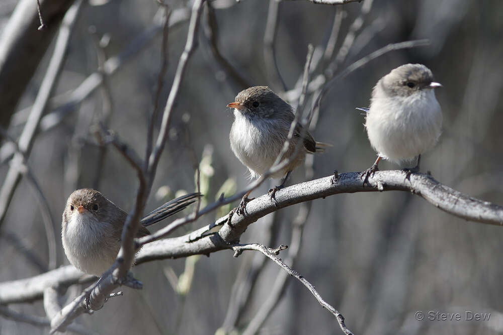 Image de Malurus leucopterus leuconotus Gould 1865