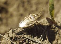 Image of Wheat stink bug