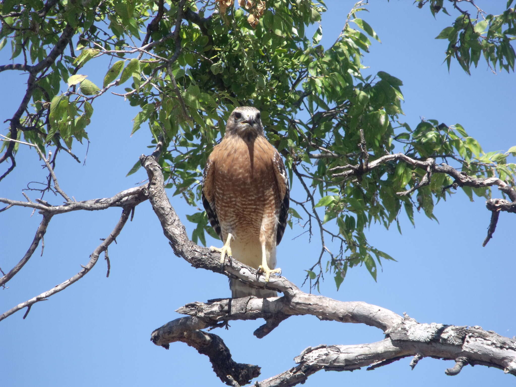 Image of Red-shouldered Hawk